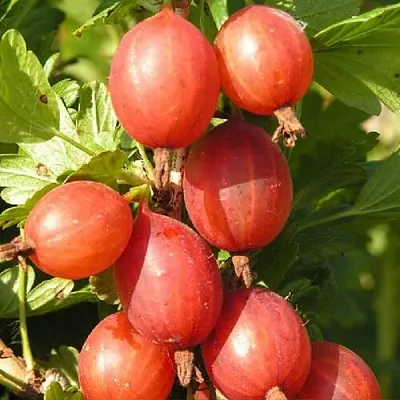 Крыжовник МАШЕКА в Новосибирске