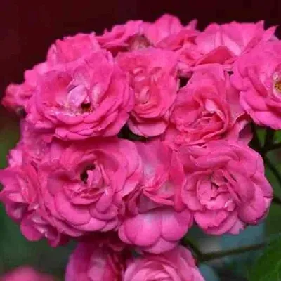 Саженцы роз ДИНКИ мускусная в Новосибирске