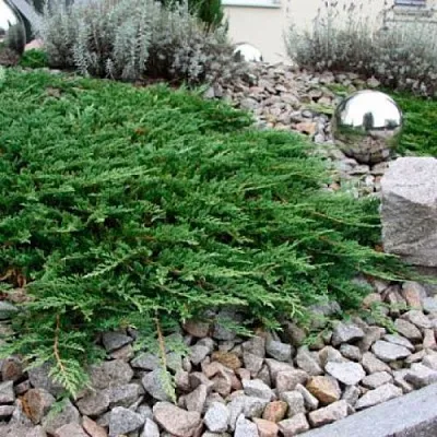 Можжевельник ПРИНЦ ОФ УЭЛЬС горизонтальный в Новосибирске