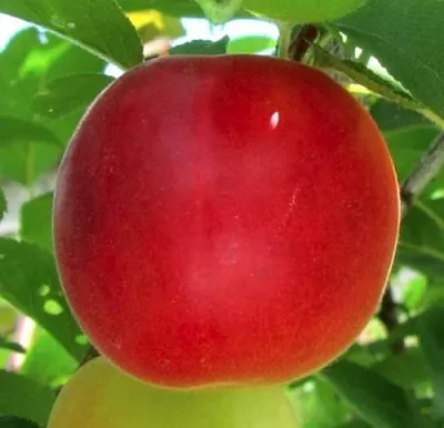 Плумкот БИРИКОККОЛО БОЛОГНЕС  Плумкот БИРИКОККОЛО БОЛОГНЕС в Новосибирске