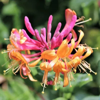 Жимолость ГЕКРОТА в Новосибирске