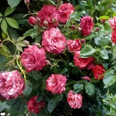 Саженцы роз БРАУНИ плетистая — описание сорта Саженцы роз БРАУНИ плетистая в Новосибирске