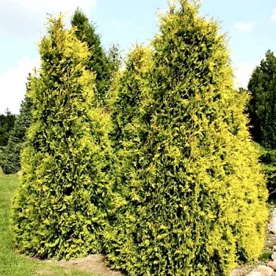 Туя САЛЛАНД западная в Новосибирске