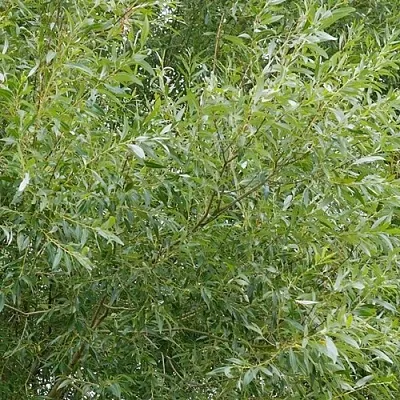 Ива ВИТЕЛЛИНА белая  в Новосибирске