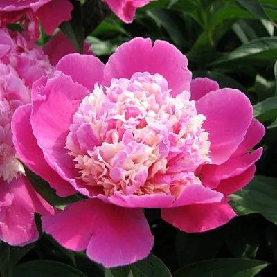 Пион КОРА СТАББС травянистый  Пион КОРА СТАББС травянистый в Новосибирске