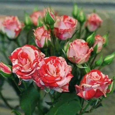 Миниатюрная Миниатюрная в Новосибирске