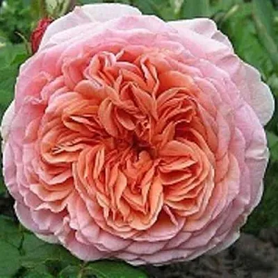 Саженцы роз АБРАХАМ ДЕРБИ английская в Новосибирске