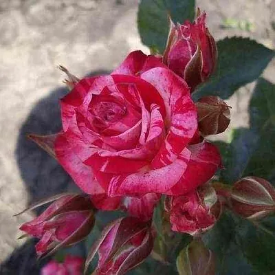 Саженцы роз ФАЙЕР ВОРКС миниатюрная в Новосибирске