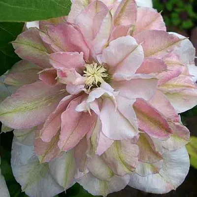 Клематис ИННОСЕНТ БЛАШ  Клематис ИННОСЕНТ БЛАШ в Новосибирске