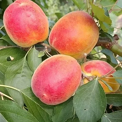 Абрикос ОСОБЕННЫЙ ДЕНИСЮКА  Абрикос ОСОБЕННЫЙ ДЕНИСЮКА в Новосибирске