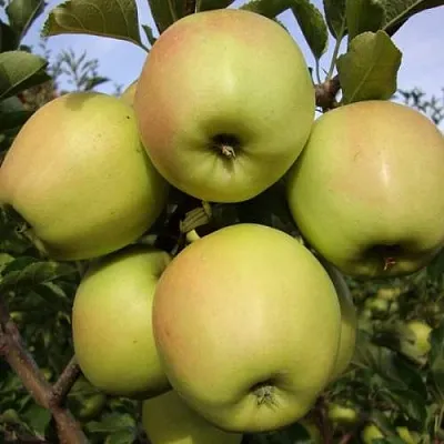 Яблоня СКИФСКОЕ ЗОЛОТО  Яблоня СКИФСКОЕ ЗОЛОТО в Новосибирске