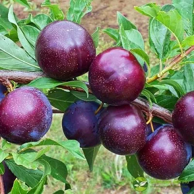 Шарафуга ВЕЛЬВЕТ САНРАЙЗ  Шарафуга ВЕЛЬВЕТ САНРАЙЗ в Новосибирске