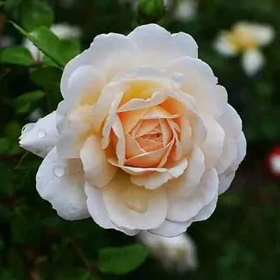 Саженцы роз КРОКУС РОУЗ английская в Новосибирске