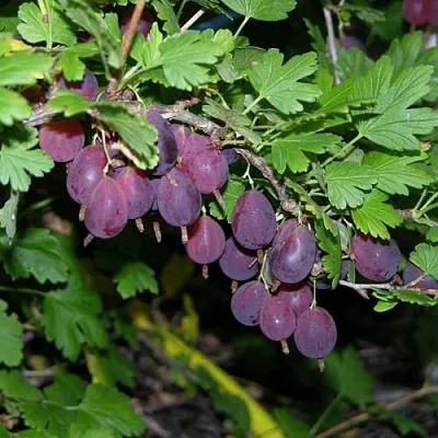 Крыжовник ГРУШЕНЬКА в Новосибирске