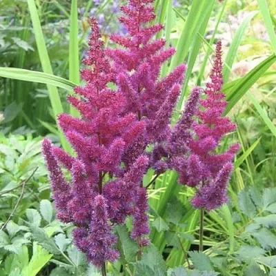 Астильба КАРАОКЕ ПАРТИ китайская  Астильба КАРАОКЕ ПАРТИ китайская в Новосибирске