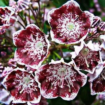 Кальмия БЛЕК ЛЕЙБЛ   Кальмия БЛЕК ЛЕЙБЛ  в Новосибирске