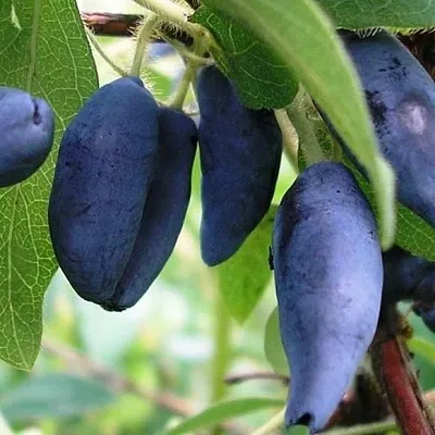 Жимолость съедобная  Жимолость съедобная в Новосибирске