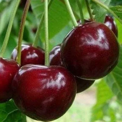 Вишня МИЛАВИЦА в Новосибирске