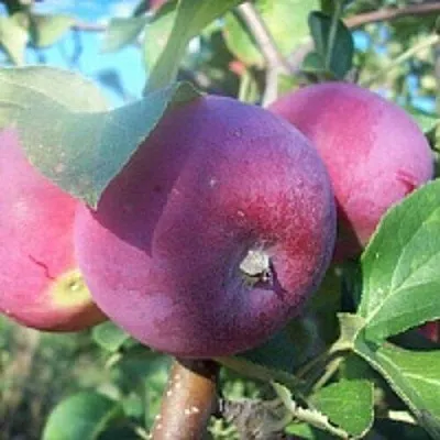Яблоня СЕРЕБРЯНОЕ КОПЫТЦЕ в Новосибирске