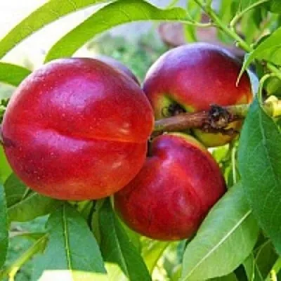 Нектарин  Нектарин в Новосибирске