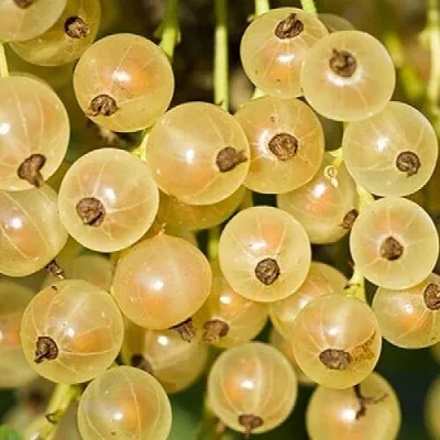 Смородина белая СМОЛЬЯНИНОВСКАЯ  Смородина белая СМОЛЬЯНИНОВСКАЯ в Новосибирске