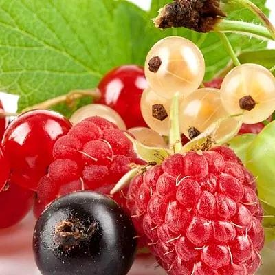 Плодовые кустарники  Плодовые кустарники в Новосибирске