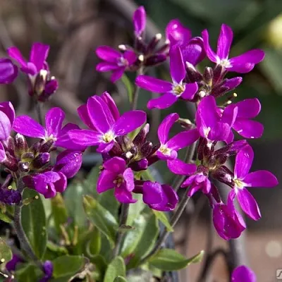 Арабис РОУЗ делайт  Арабис РОУЗ делайт в Новосибирске