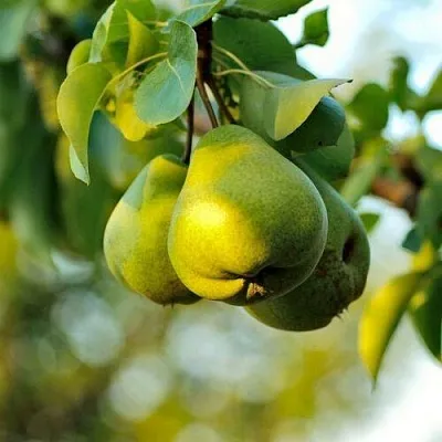 Груша СТОЛИЧНАЯ колонновидная в Новосибирске