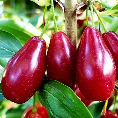 Кизил ВЛАДИМИРСКИЙ в Новосибирске