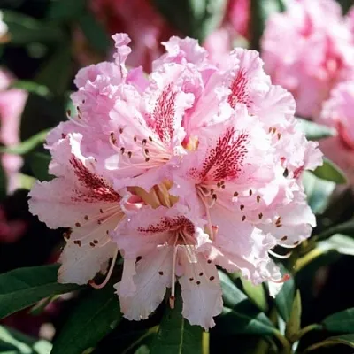 Рододендрон ЧИР  Рододендрон ЧИР в Новосибирске