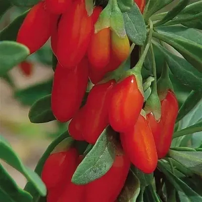 Годжи ВЯЧЕСЛАВ  Годжи ВЯЧЕСЛАВ в Новосибирске