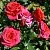 Саженцы роз МИРАБЕЛЬ спрей в Новосибирске