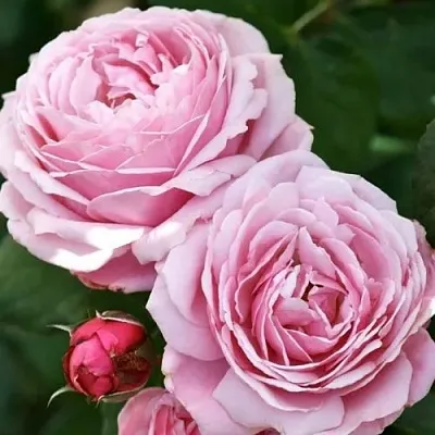 Саженцы роз ДИТЕР МЮЛЛЕР шраб в Новосибирске