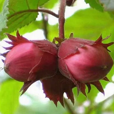 Фундук АЙВЕНГО  Фундук АЙВЕНГО в Новосибирске