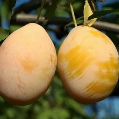 Слива ВАШИНГТОН в Новосибирске