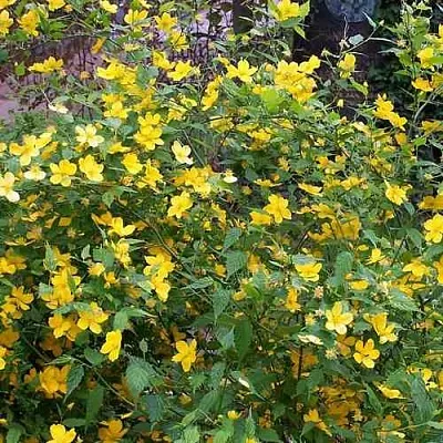 Керрия японская ГОЛДЕН ГИНЕЯ  Керрия японская ГОЛДЕН ГИНЕЯ в Новосибирске