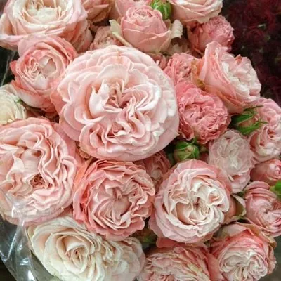 Саженцы роз МАДАМ БОМБАСТИК спрей  Саженцы роз МАДАМ БОМБАСТИК спрей в Новосибирске