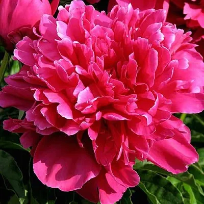 Пион ВИКТУАР ДЕ ЛА МАРН травянистый  Пион ВИКТУАР ДЕ ЛА МАРН травянистый в Новосибирске