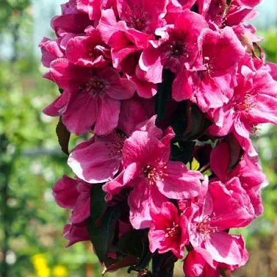 Яблоня МАЛИНОВОЕ ОЖЕРЕЛЬЕ колонновидная в Новосибирске