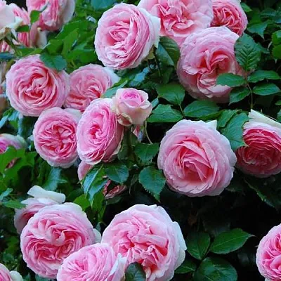 Саженцы роз ПЬЕР ДЕ РОНСАР плетистая  Саженцы роз ПЬЕР ДЕ РОНСАР плетистая в Новосибирске