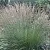 Молиния ХАЙДЕБРАУТ голубая в Новосибирске