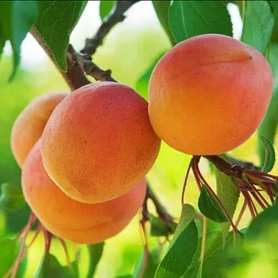 Абрикос ДЕБЮТ  Абрикос ДЕБЮТ в Новосибирске