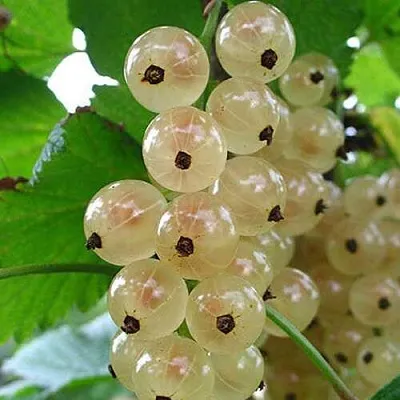 Смородина белая ЮТЕРБОРГСКАЯ  Смородина белая ЮТЕРБОРГСКАЯ в Новосибирске