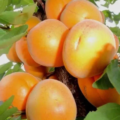 Абрикос ДЕСЕРТНЫЙ в Новосибирске