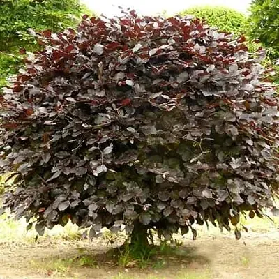 Бук лесной АТРОПУНИЦЕА  Бук лесной АТРОПУНИЦЕА в Новосибирске