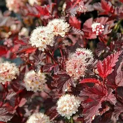 Пузыреплодник ЛЕДИ ИН РЕД  Пузыреплодник ЛЕДИ ИН РЕД в Новосибирске