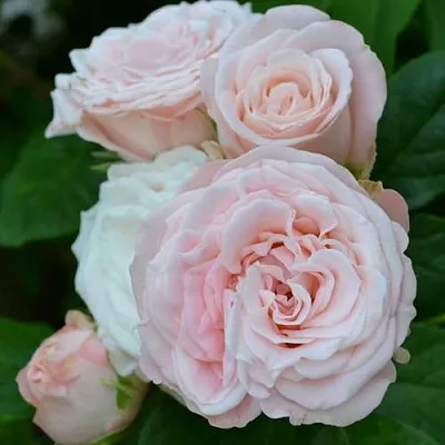 Саженцы роз БОМБАСТИК спрей в Новосибирске