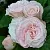 Саженцы роз БОМБАСТИК спрей в Новосибирске