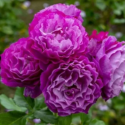 Саженцы роз БЛЮ ЭДЕН  флорибунда  Саженцы роз БЛЮ ЭДЕН  флорибунда в Новосибирске