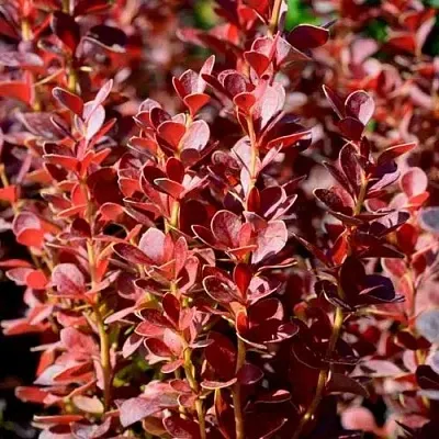 Барбарис ВУЛКАНО тунберга  Барбарис ВУЛКАНО тунберга в Новосибирске